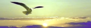Möwe fliegt dem Sonnenuntergang entgegen