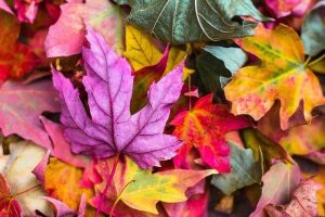 Herbstlich bunte Blätter am Boden liegend